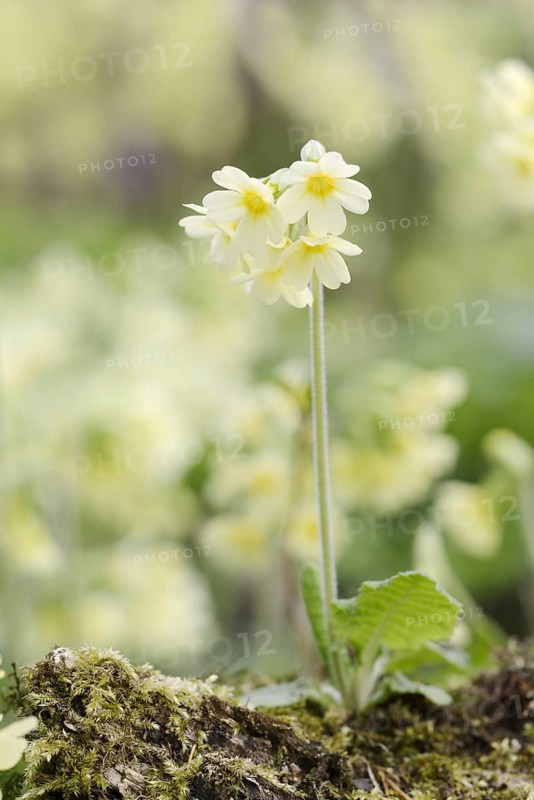 True oxlip (Primula elatior) in spring, North Rhine-Westphalia, Germany