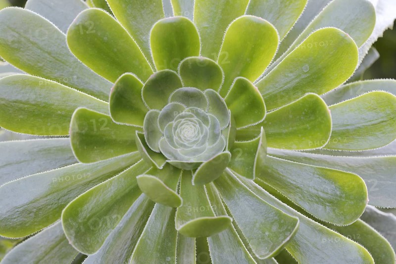 Golden yellow aeonium or roofroot (Aeonium holochrysum), rosette of leaves, Tenerife, Canary Islands, Spain