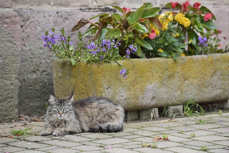 Domestic cat lying in front of a flower pot with blooming flowers, Alsace, France