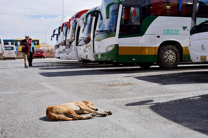 Dog and buses at the car park of Hatshepsut Temple, Mortuary Temple of Hatshepsut, Deir el-Bahari, Thebes, Luxor, Egypt