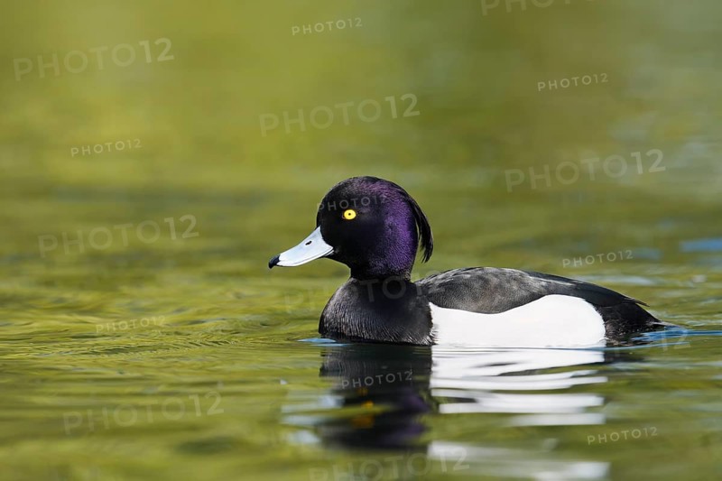 Tufted Duck (Aythya fuligula), swimming drake, North Rhine-Westphalia, Germany