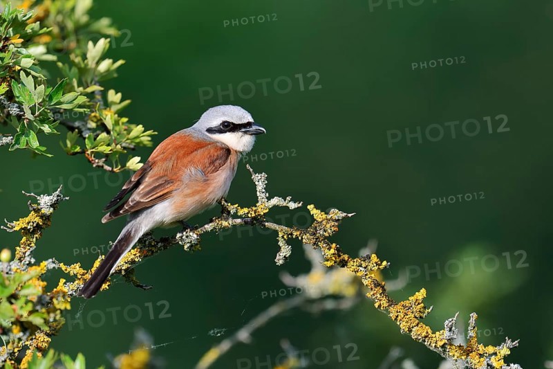 Red-backed shrike (Lanius collurio), male, North Rhine-Westphalia, Germany