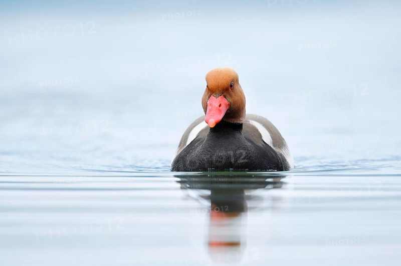 Red-crested pochard (Netta rufina), swimming drake, Lake Constance, Baden-Württemberg, Germany