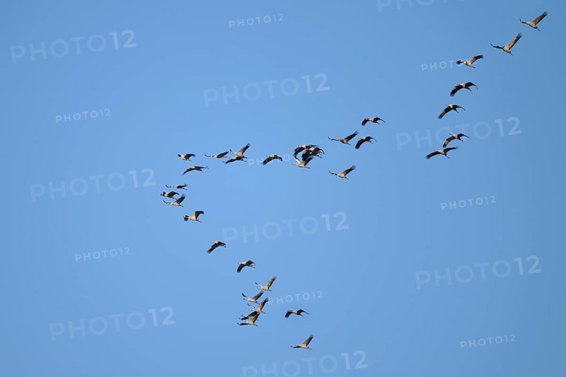 Cranes (Grus grus) in flight, North Rhine-Westphalia, Germany