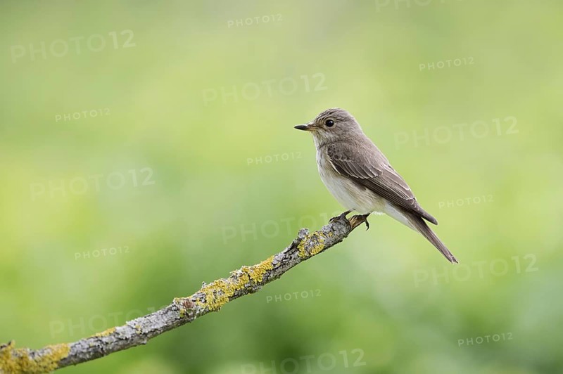 Grey flycatcher (Muscicapa striata) sitting on a branch, Alsace, France