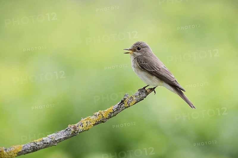 Grey flycatcher (Muscicapa striata) sits singing on a branch, Alsace, France
