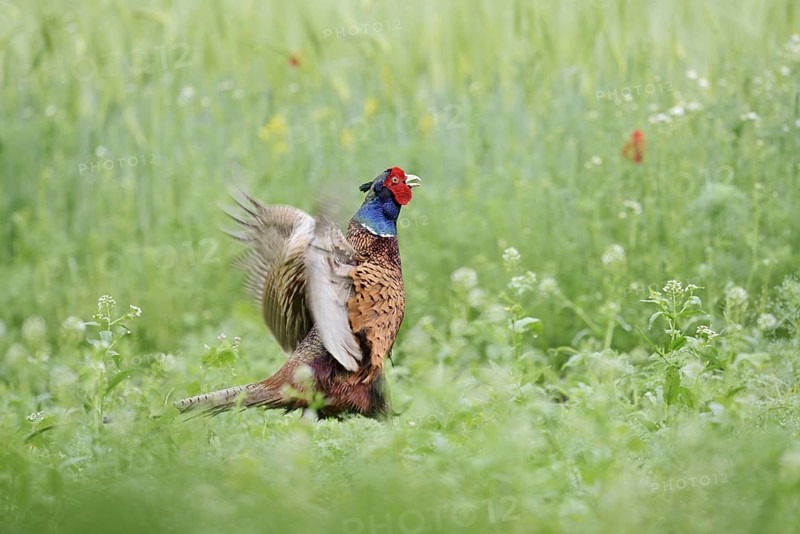 Hunting pheasant (Phasianus colchicus), mating cock, North Rhine-Westphalia, Germany