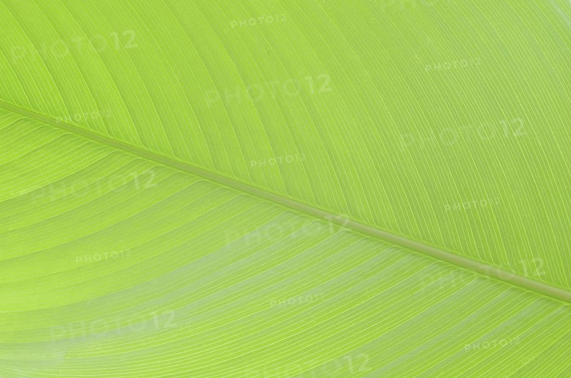 Ornamental banana or Abyssinian banana (Ensete ventricosum), leaf detail, ornamental plant, North Rhine-Westphalia, Germany