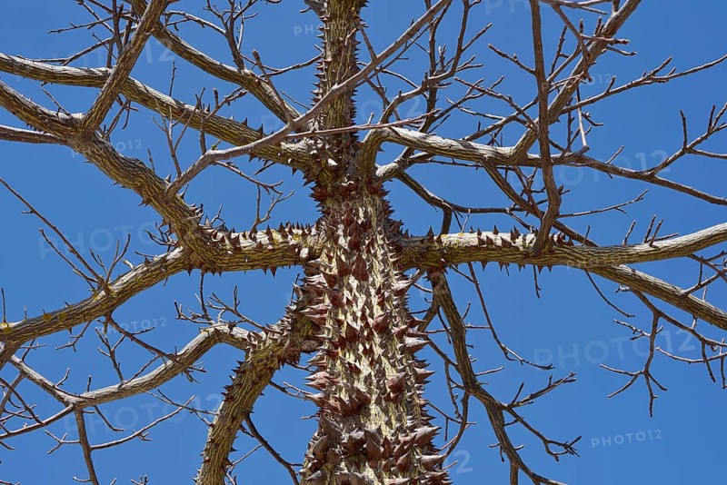 Floret silk tree (Ceiba speciosa), Algarve Portugal
