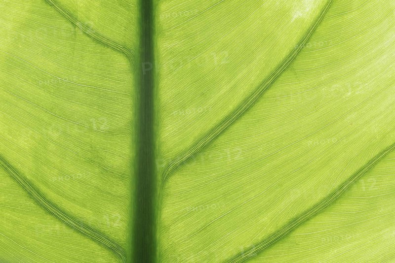 Taro or water bread root (Colocasia esculenta), useful plant, leaf detail, North Rhine-Westphalia, Germany