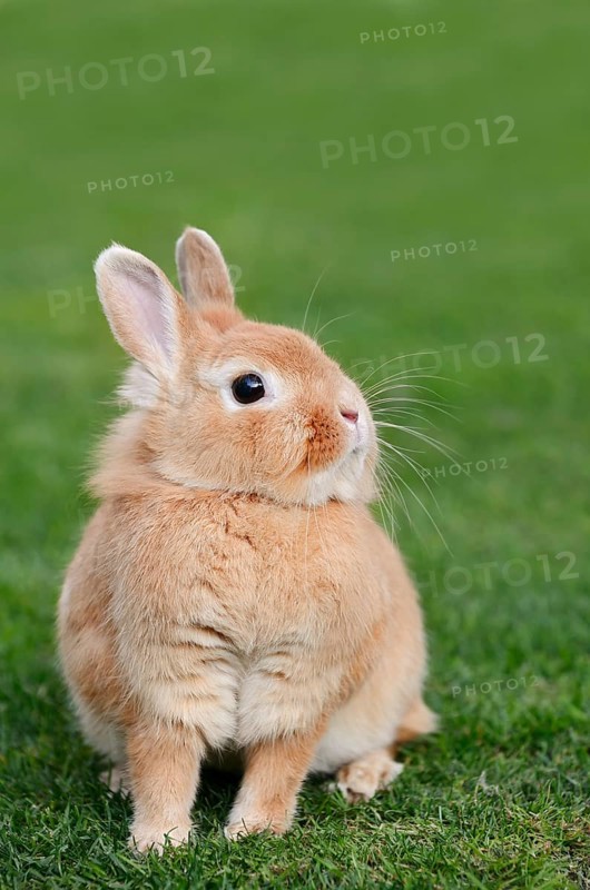 Dwarf rabbit (Oryctolagus cuniculus forma domestica) in a meadow, North Rhine-Westphalia, Germany