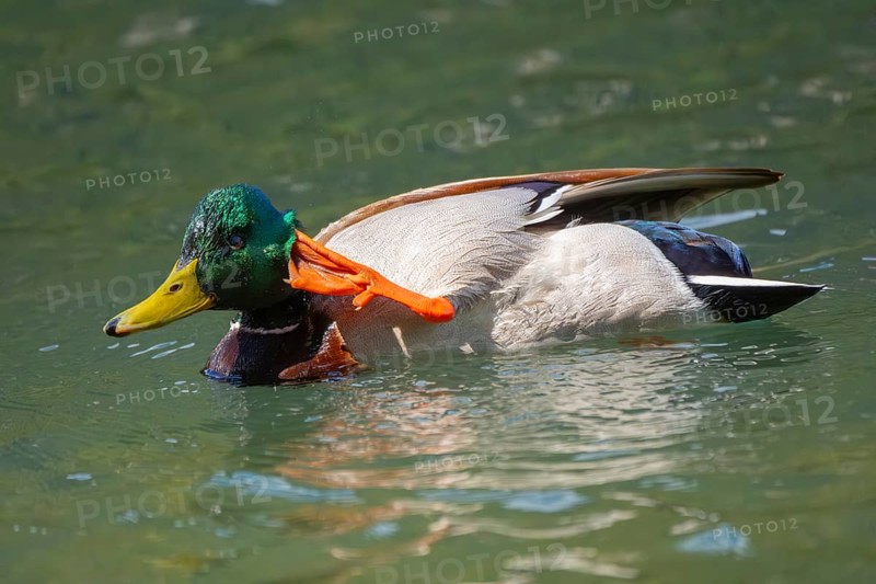 A mallard (Anas platyrhynchos) swimming in Lake Toblach and scratching its head, Toblach, Höhlensteintal, South Tyrol, Italy