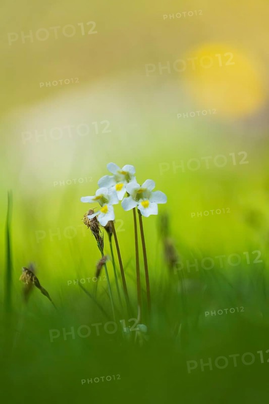 Photograph of alpine butterwort (Pinguicula alpina), Toblach, Höhlensteintal, South Tyrol, Italy