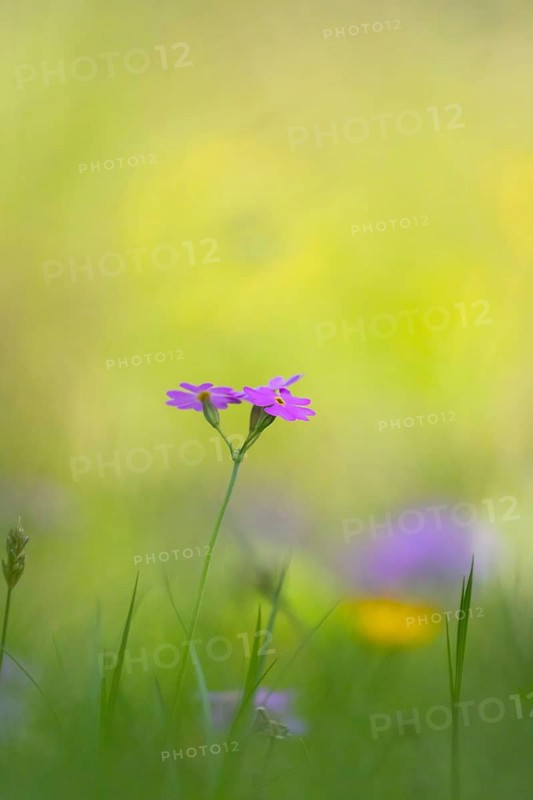 Photograph of a flour primrose (Primula farinosa), Toblach, Höhlensteintal, South Tyrol, Italy