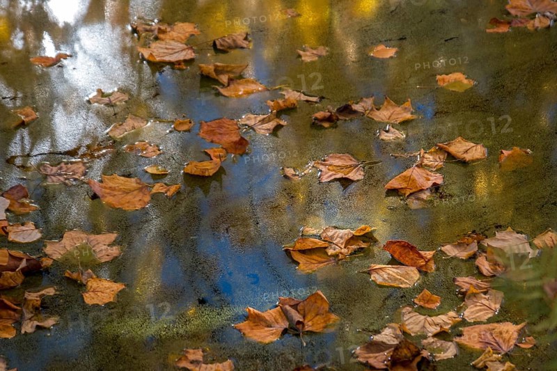 Autumn leaves floating on a pond with blue water surface and reflections, Netherlands