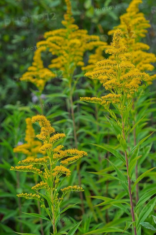 Solidago canadensis (Solidago canadensis), Province of Overijssel, Netherlands