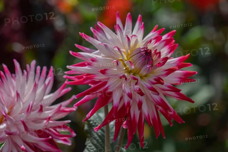 Bold dahlia flower in pink and white with contrasting petals, Münsterland, North Rhine-Westphalia, Germany