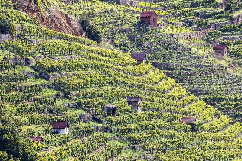 Terraced vineyards of the Zuckerberg vineyard. This is where the Cannstatter Zuckerle matures. Vineyard cottages on the steep slopes of the vineyards on the Neckar. Stuttgart, Baden-Württemberg, Germany