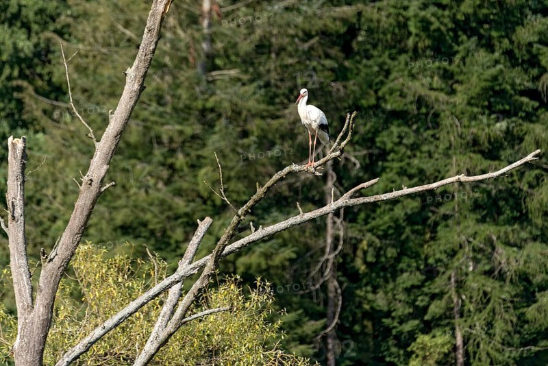 White stork (Ciconia ciconia), white stork, clapper stork standing on a dead tree at the edge of the forest, Bobenhausen, Ranstadt, Wetterau, Hesse, Germany