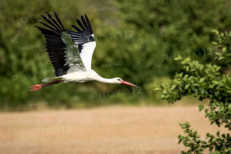 White stork (Ciconia ciconia) in flight, white stork, clapper stork flying over a field at the edge of a forest, Bobenhausen, Ranstadt, Wetterau, Hesse, Germany