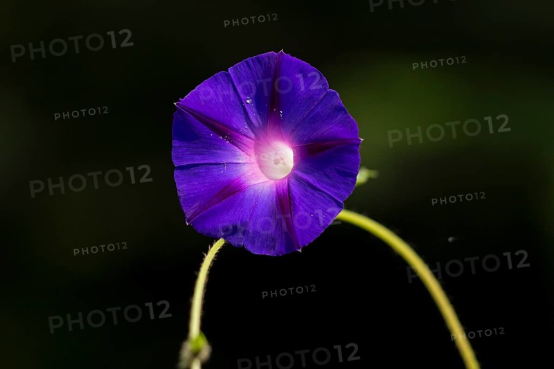 Funnel bindweed (Ipomoea purpurea) flower, Sieversen, Rosengarten, Lower Saxony, Germany