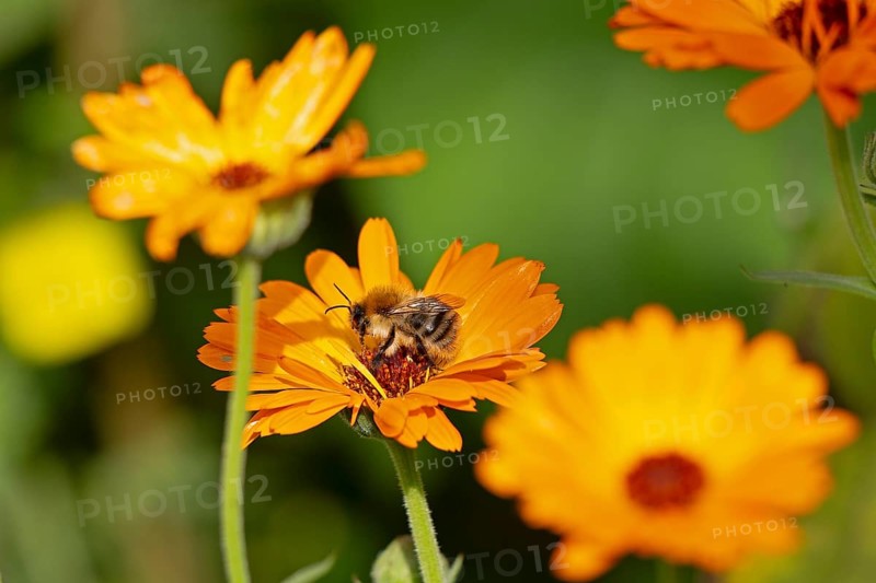 Wild bee on marigold (Calendula officinalis), Sieversen, Rosengarten, Lower Saxony, Germany