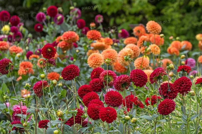 Dahlia bed with red and orange dahlias, Münsterland, North Rhine-Westphalia, Germany
