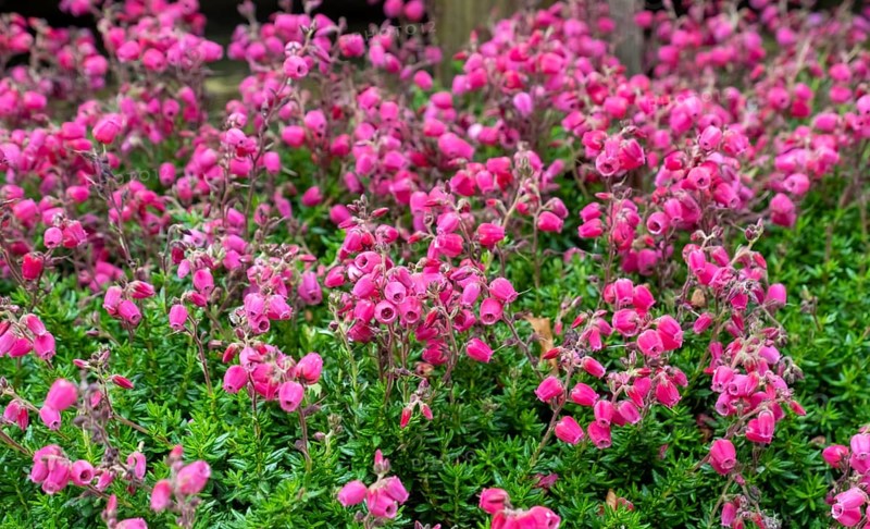Bell Heath (Erica tetralix), Münsterland, North Rhine-Westphalia, Germany