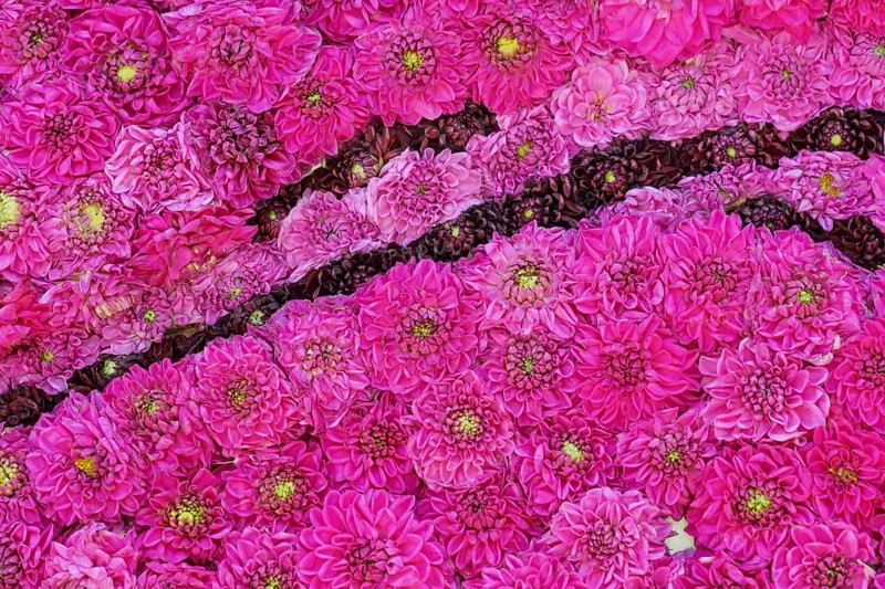 Flower arrangement of dark red, pink and pink dahlias, Province of Gelderland, Netherlands
