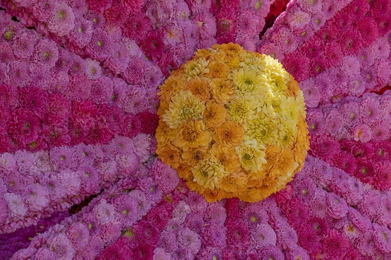 Flower arrangement of yellow, pink and pink dahlias, Province of Gelderland, Netherlands