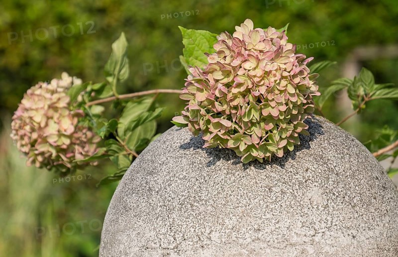 Hydrangea, hydrangea flower on a stone ball, Münsterland, North Rhine-Westphalia, Germany