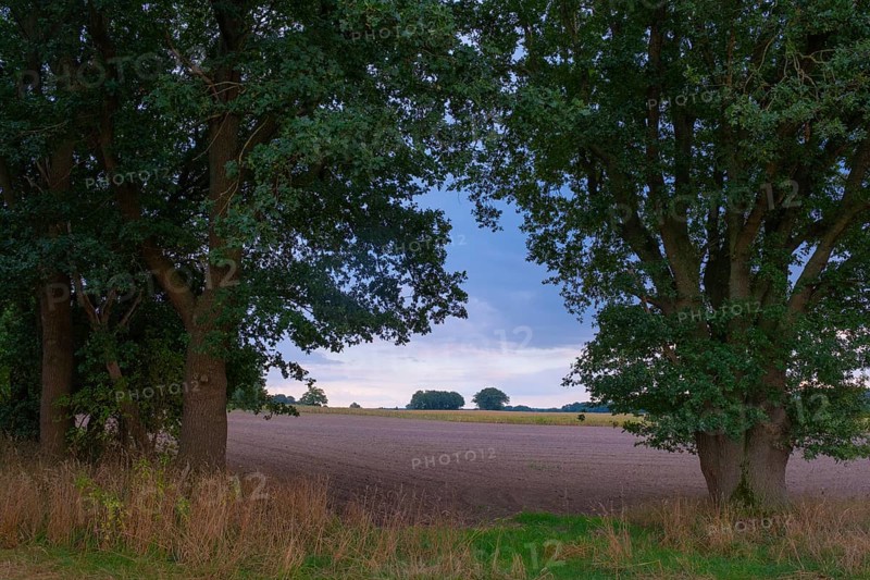 View through two trees onto fields and the sky, Husum, Nienburg, Lower Saxony, Germany