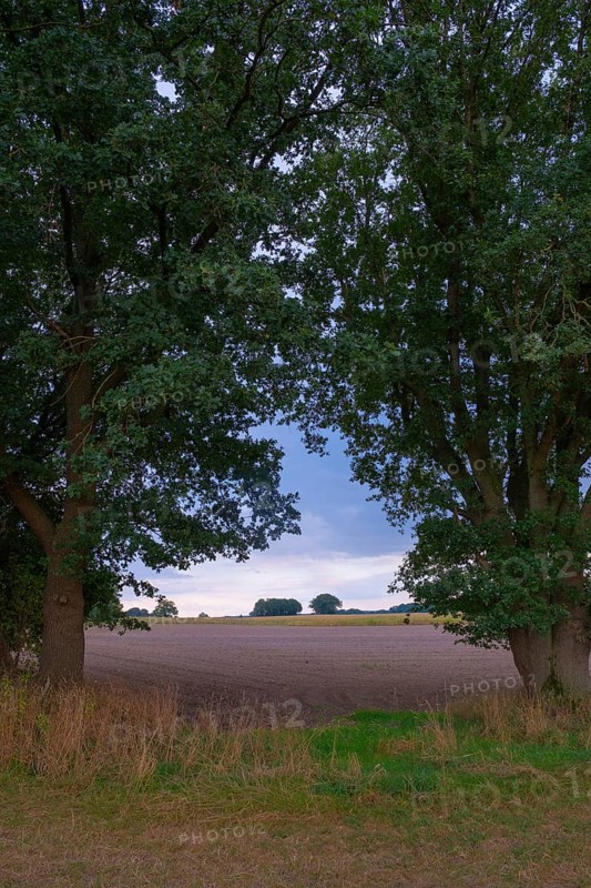 View through two trees onto fields and the sky, Husum, Nienburg, Lower Saxony, Germany