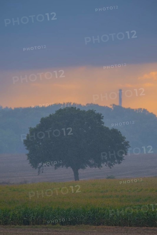 View across fields to a single tree in the evening light during rain, Husum, Nienburg, Lower Saxony, Germany