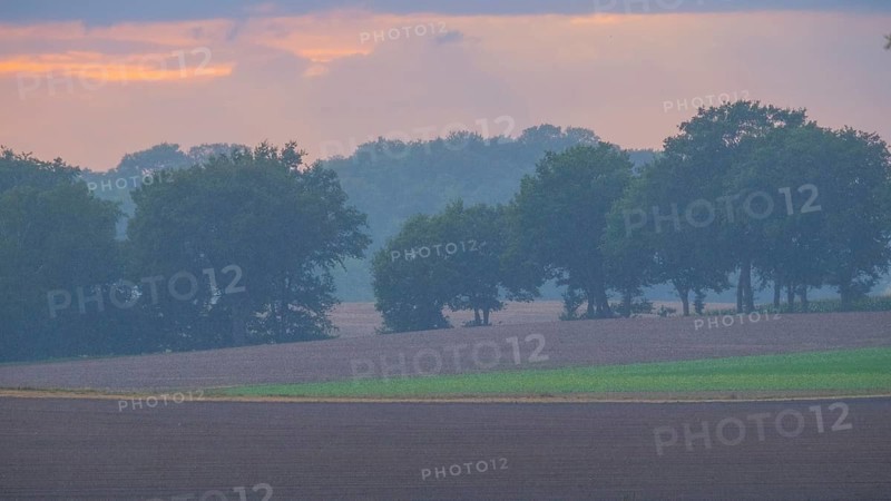 View across fields to a row of trees in the rain in the evening light, Husum, Nienburg, Lower Saxony, Germany