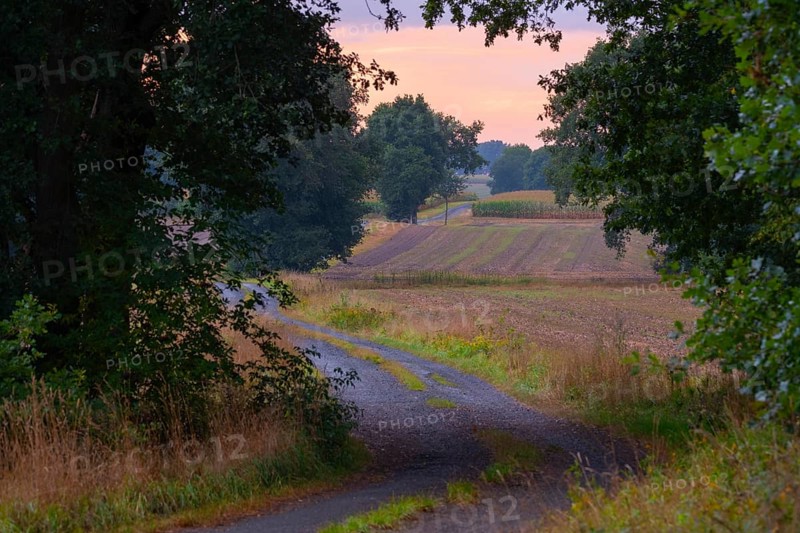 Photograph of a country lane winding through trees and a landscape in the evening light, Husum, Nienburg, Lower Saxony, Germany