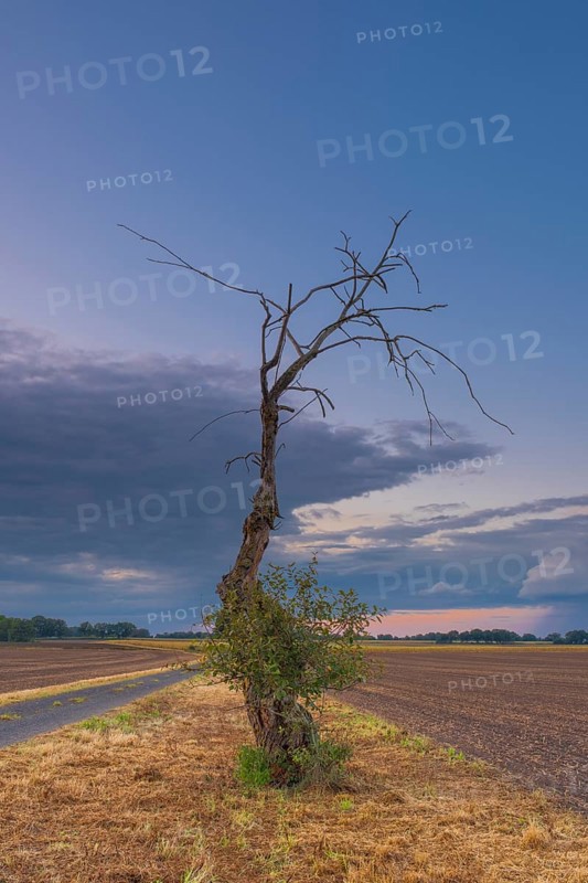 Photograph of a withered tree standing at the edge of a field in the evening light, Husum, Nienburg, Lower Saxony, Germany