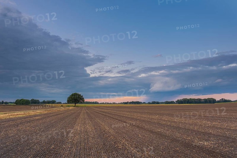 View along a freshly harrowed field to a single tree in the evening light, Husum, Nienburg, Lower Saxony, Germany