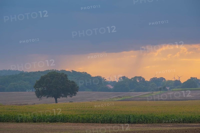 View over a field landscape where wind turbines can be seen behind trees in the rain and evening light, Husum, Nienburg, Lower Saxony, Germany
