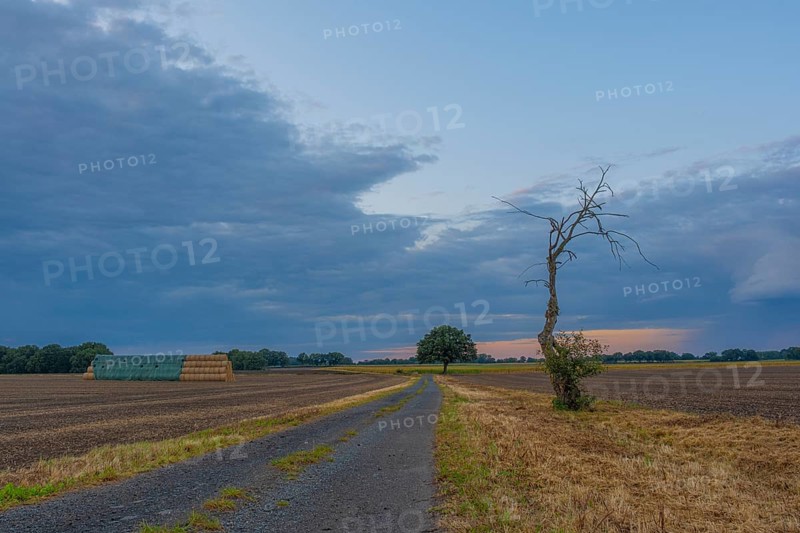 Photograph of a withered tree standing at the edge of a field in the evening light, Husum, Nienburg, Lower Saxony, Germany