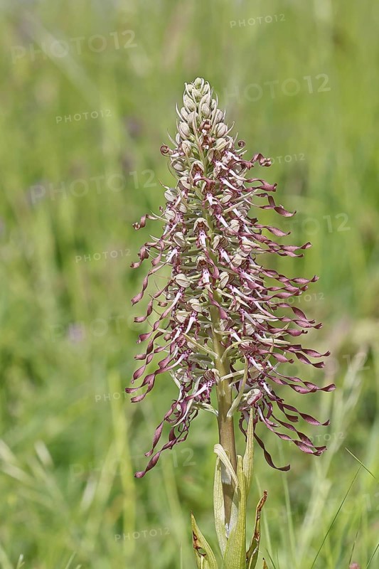 Goat's tongue (Himantoglossum hircinum), inflorescence with open white-purple flowers, in a meadow, orchids, orchid, orchid plant, nature photography, Lahnstein, Rhineland-Palatinate, Germany