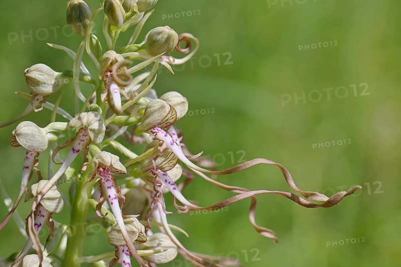 Goat's tongue (Himantoglossum hircinum), inflorescence with open white-purple flowers, close-up, orchids, orchid, orchid plant, nature photography, Lahnstein, Rhineland-Palatinate, Germany