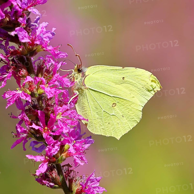 Lemon butterfly (Gonepteryx rhamni) feeding on a flower of purple loosestrife (Lythrum salicaria), Wilnsdorf, North Rhine-Westphalia, Germany