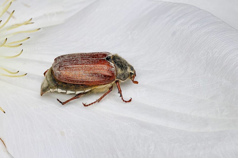 Cockchafer, field cockchafer (Melolontha melolontha), female on a clematis flower, Wilnsdorf, North Rhine-Westphalia, Germany