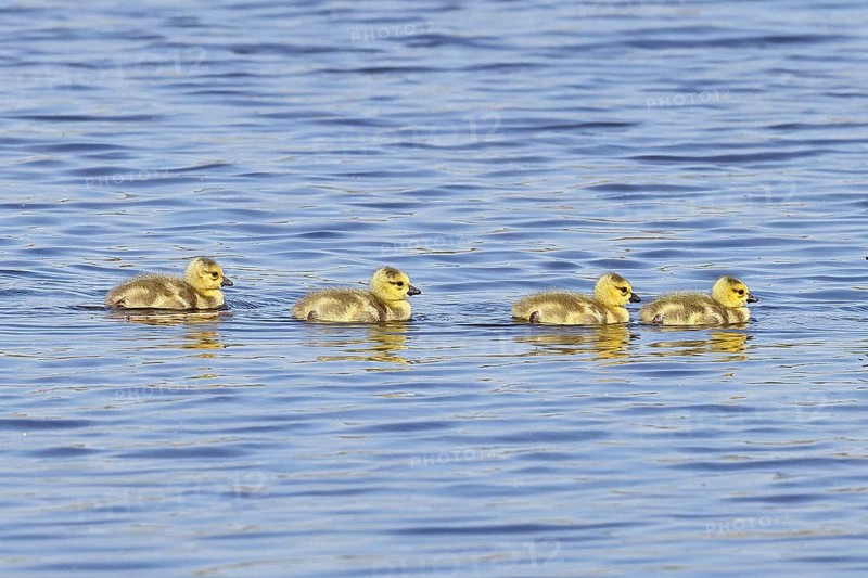 Canada goose (Branta canadensis), chicks swimming on a lake, young animals, wildlife, birds, geese, nature reserve Wagbachniederung, Waghäusel, Baden-Württemberg, Germany