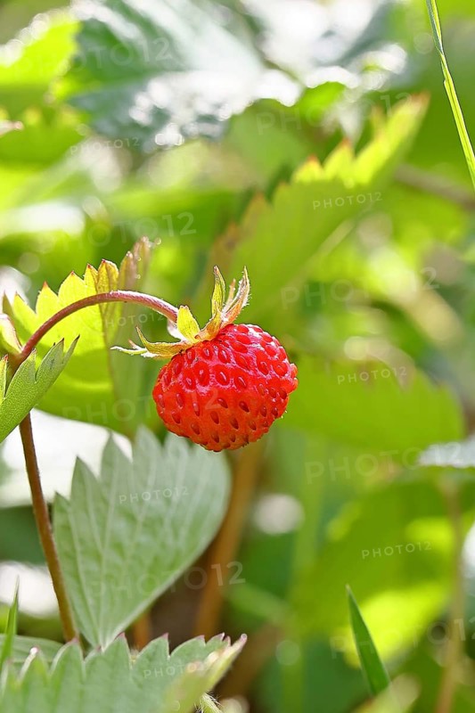 Forest strawberry (Fragaria vesca), ripe fruit, Wilnsdorf, North Rhine-Westphalia, Germany