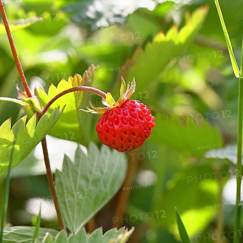 Forest strawberry (Fragaria vesca), ripe fruit, Wilnsdorf, North Rhine-Westphalia, Germany