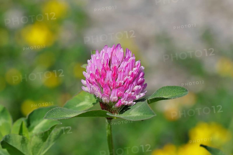 Meadow clover, red clover (Trifolium pratense), flower in a meadow, medicinal herb, Wilnsdorf, North Rhine-Westphalia, Germany