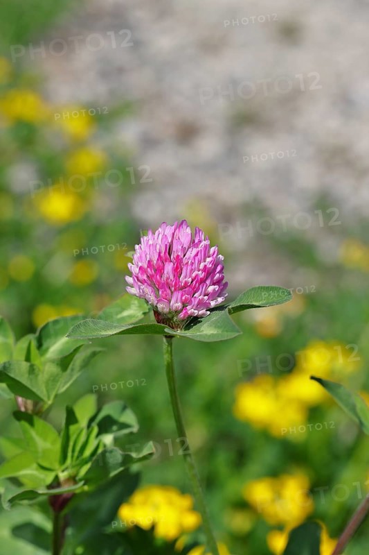 Meadow clover, red clover (Trifolium pratense), flower in a meadow, medicinal herb, Wilnsdorf, North Rhine-Westphalia, Germany