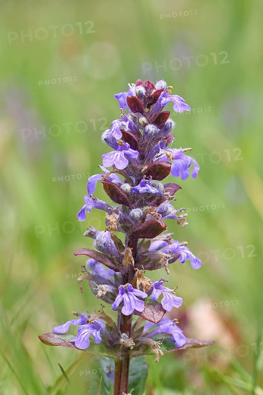 Blue bugle (Ajuga reptans), inflorescence in a meadow, Wilnsdorf, North Rhine-Westphalia, Germany